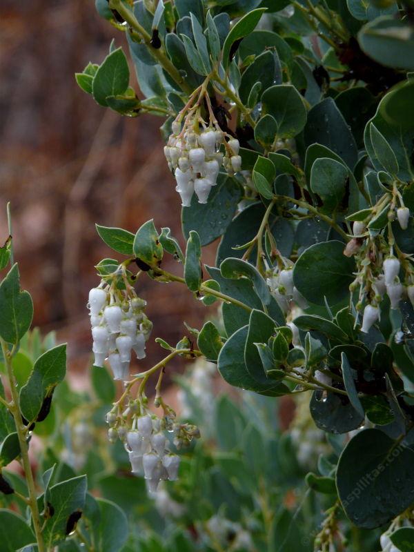 Arctostaphylos glauca, Ramona Big Berry Manzanita