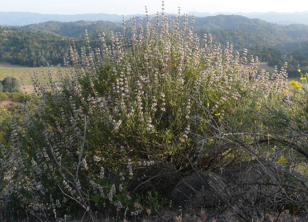 A twenty year old Salvia mellifera, Black sage