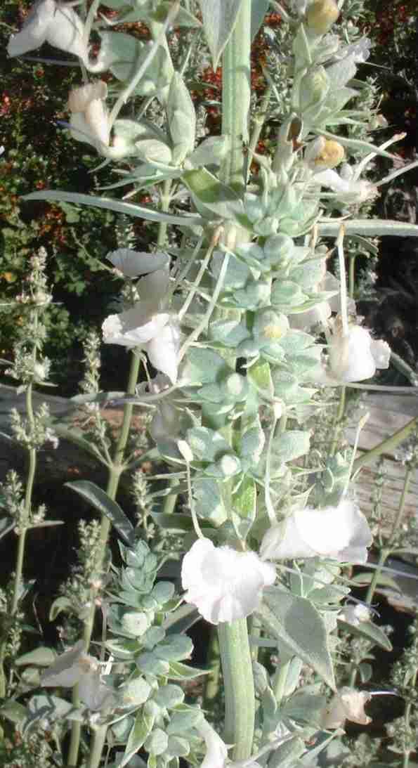 white sage plant