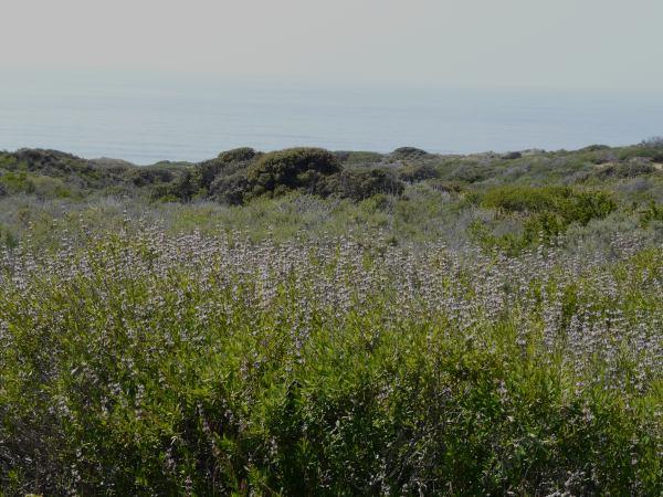 Salvia mellifera, Black sage along the coast