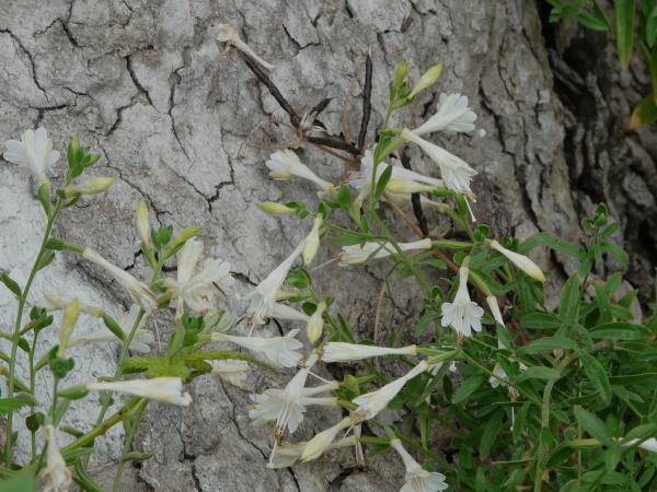 Flowers of the white form of California fuchsia, Zauschneria or  Epilobium.