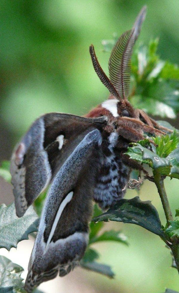 This silk moth had just emerged.
