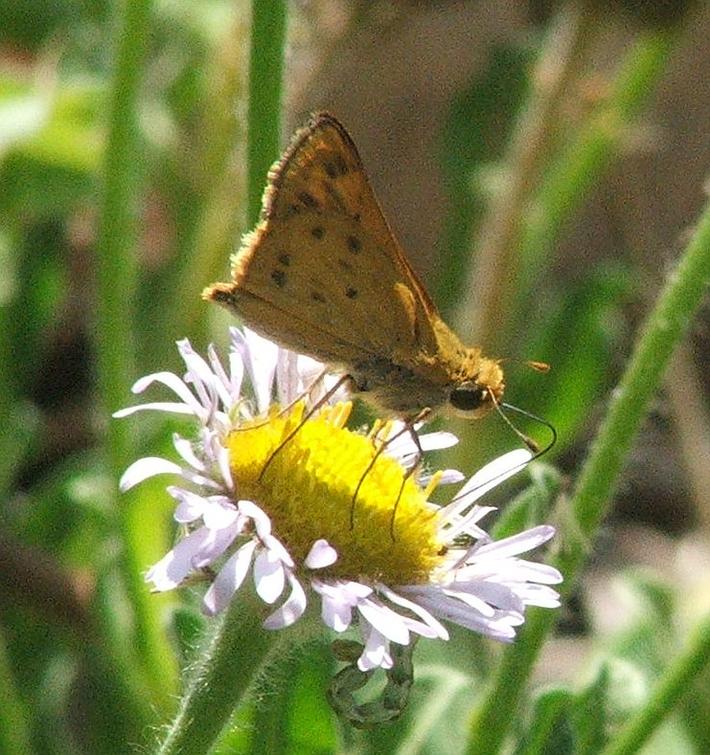 Hylephila phyleus Fiery Skipper