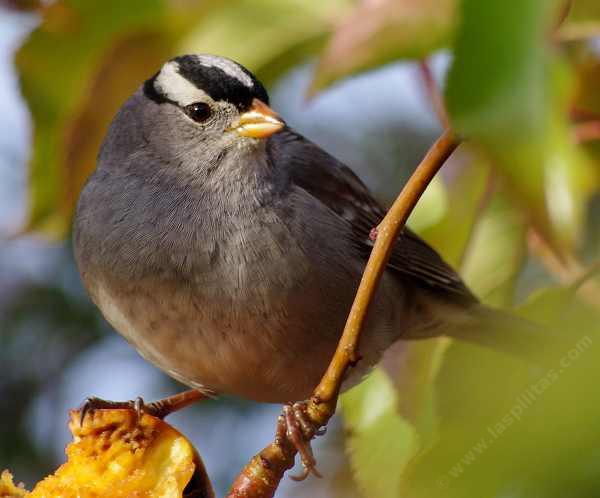 White crowned Sparrow, Zonotrichia leucophrys