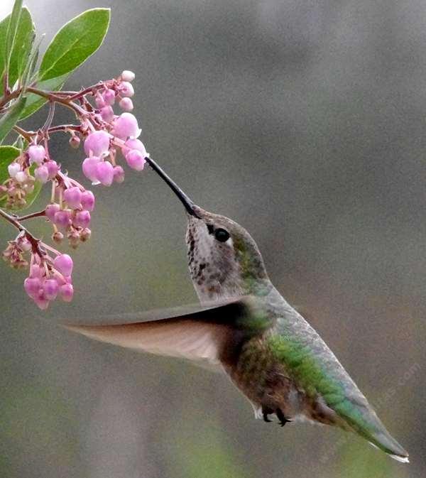 Anna hummingbird on Arctostaphylos Baby Bear manzanita flowers