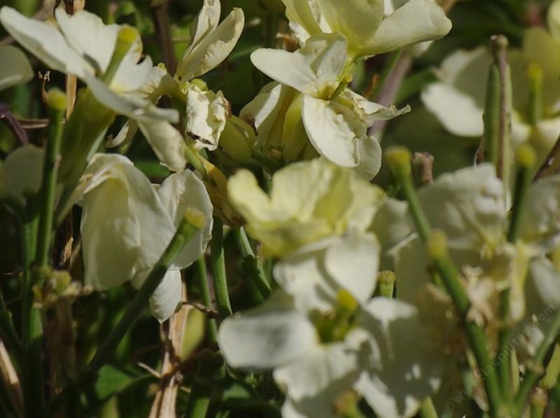 Erysimum concinnum, Point Reyes Wallflower