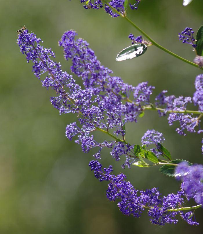 Ceanothus cyaneus, San Diego Mtn. Lilac