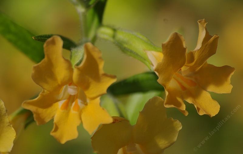 Monkey flowers for California gardens