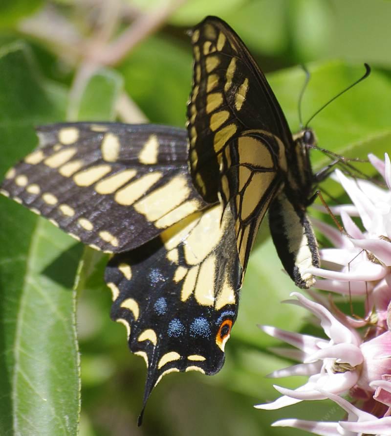 Anise Butterfly on Asclepias specosus - grid24_24