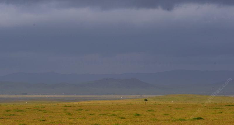 The Carrizo Plain in spring. Fiddlelhead  is the common wildflower. - grid24_24
