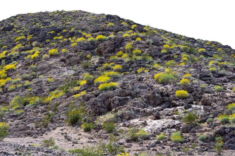 Encelia farinosa acting as wildflowers just est of Barstow. - grid24_24