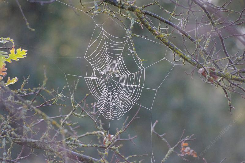 The morning frost and the winter light high lighted this otherwise invisible web. - grid24_24