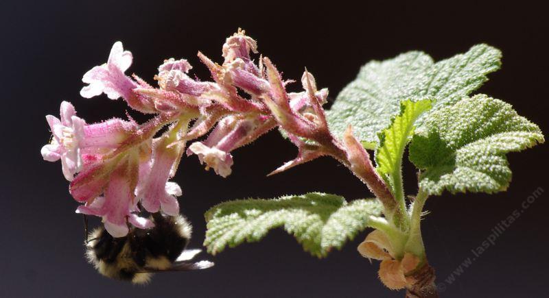 Bumblebee, Bombus melanopygus(edwardsii) on Ribes malvaceum - grid24_24