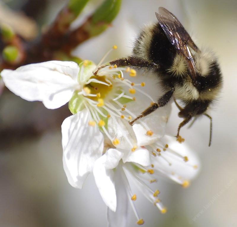 This Bombus melanopygus edwardsii was working a Plum flower. - grid24_24