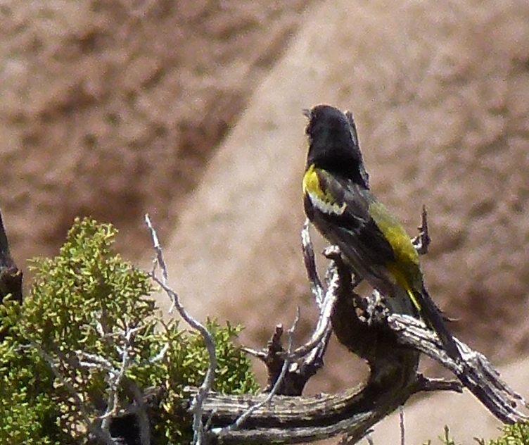Scott's Oriole, Icterus parisorum out in Joshua Tree - grid24_24