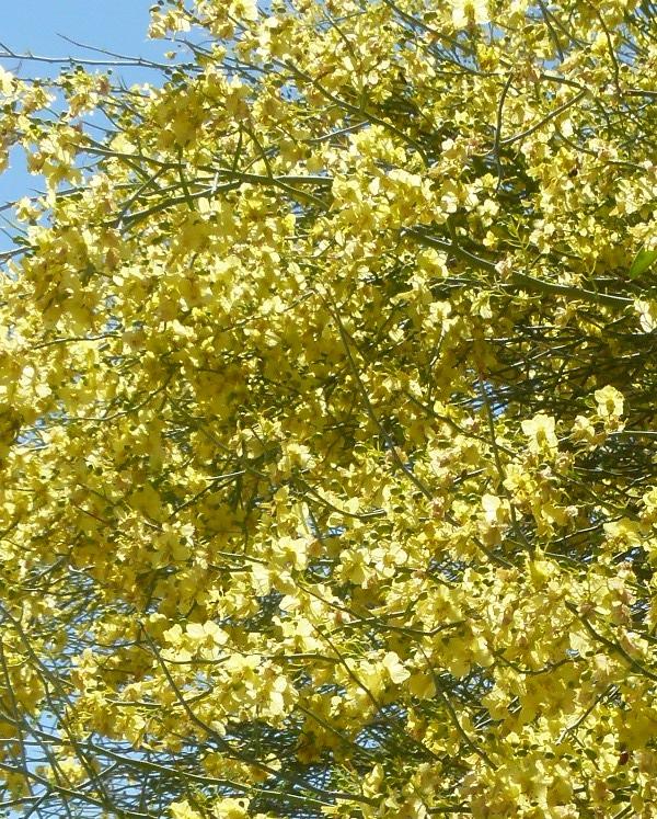Cercidium floridum, Palo Verde