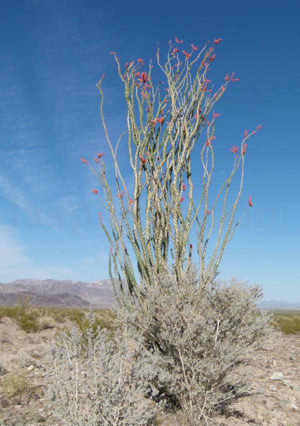 Fouquieria splendens, Ocotillo