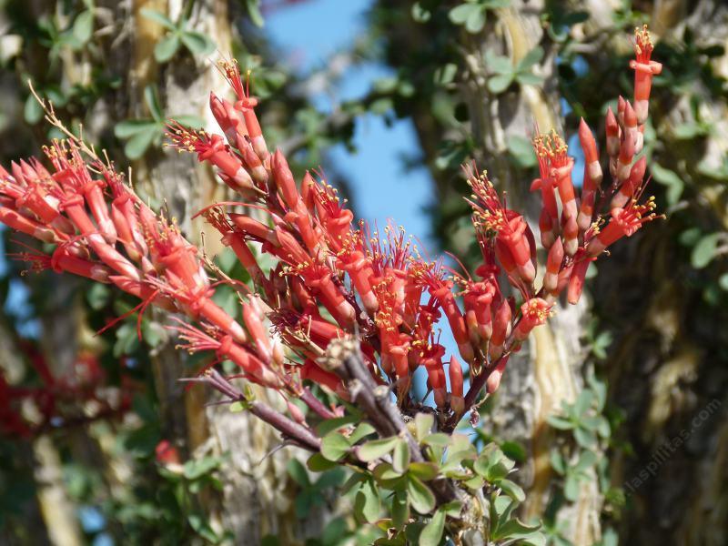 Fouquieria splendens, Ocotillo
