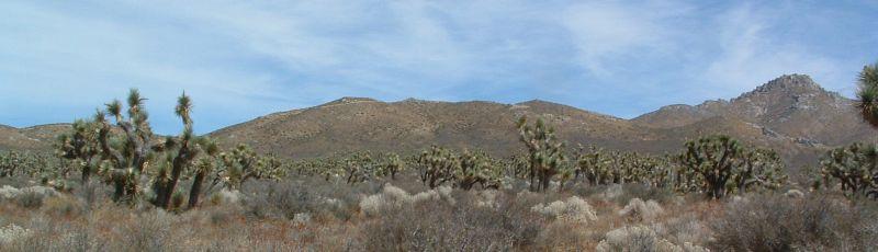 Joshua Tree Woodland  out in the desert - grid24_24