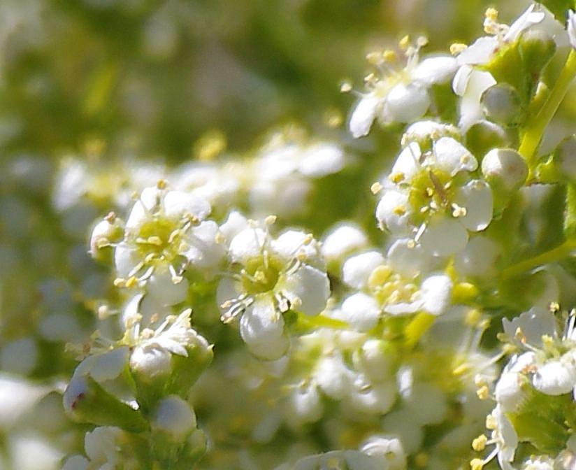 Adenostoma fasciculatum, Chamise