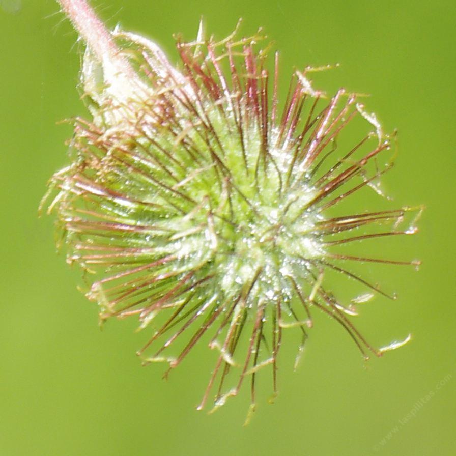 Geum macrophyllum, Big Leaf Avens