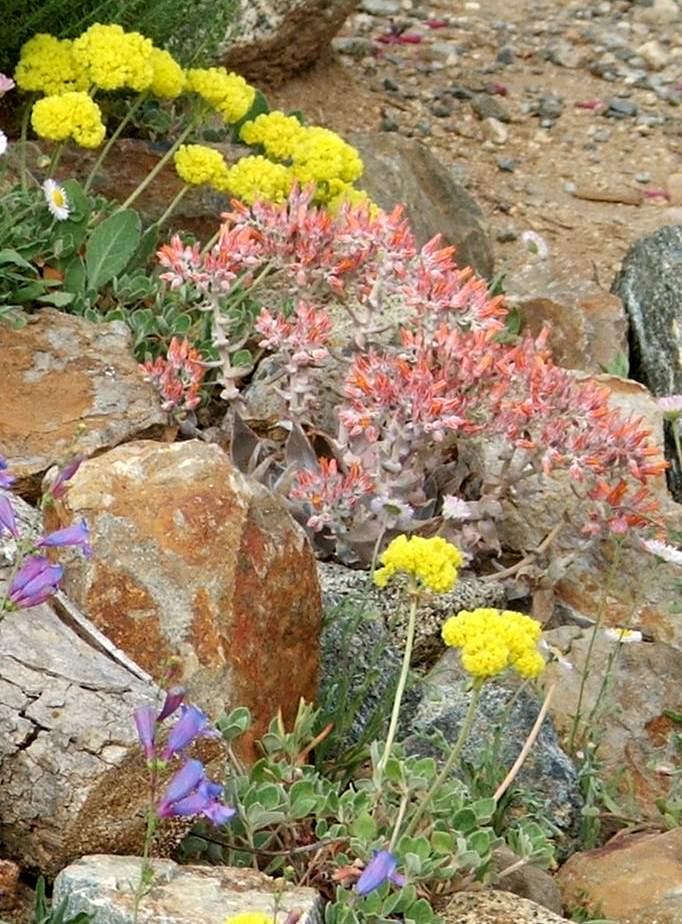 Dudleya cymosa, Liveforever