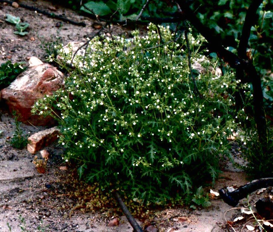 Native plants of Los Angeles, Santa Monica and Malibu area.