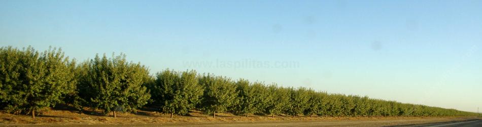 An orchard in the San Joaquin Valley. - grid24_24