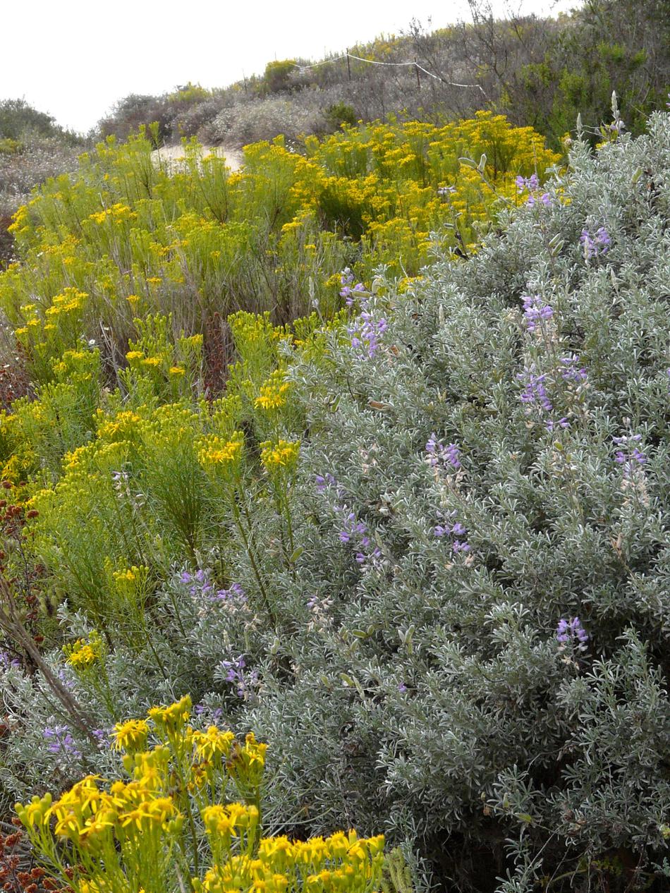 Lupinus chamissonis, Silver Dune Lupine