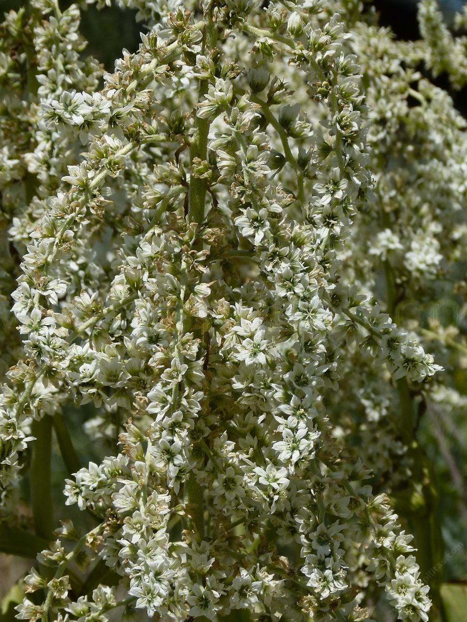 Veratrum californicum, California corn lily