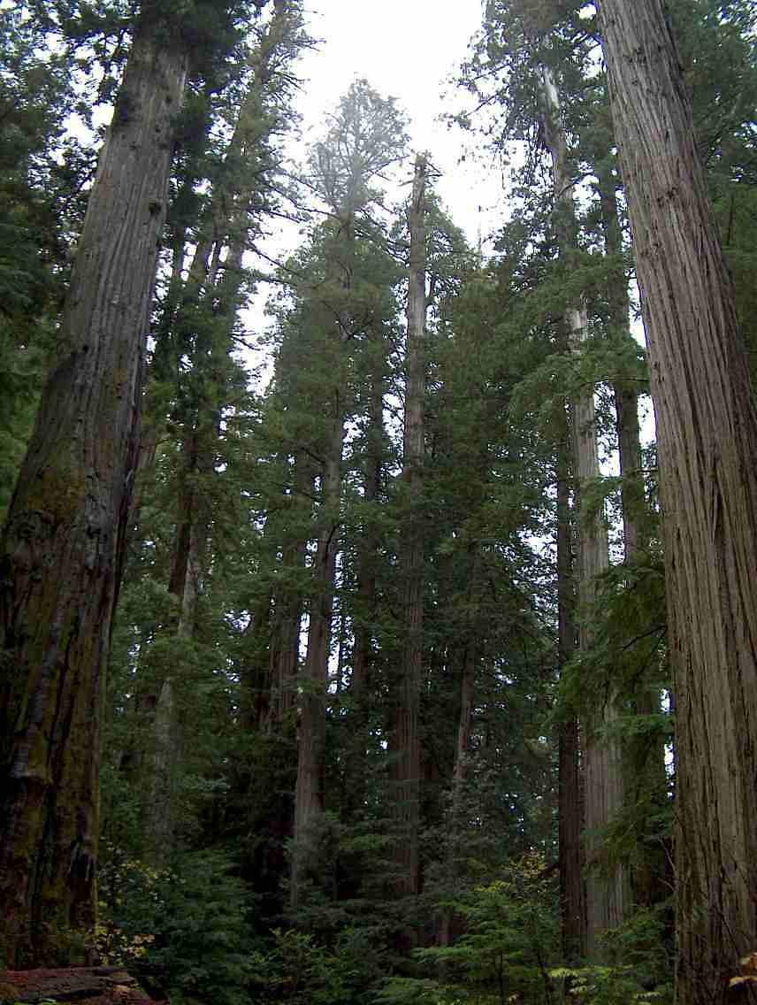 Download this Redwood Forest Dominated Sequoia Sempervirens Grid picture