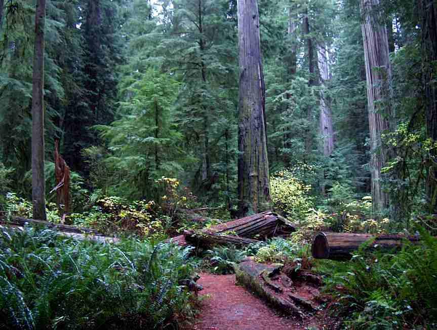 California_Coastal_Redwood_forest_4.jpg