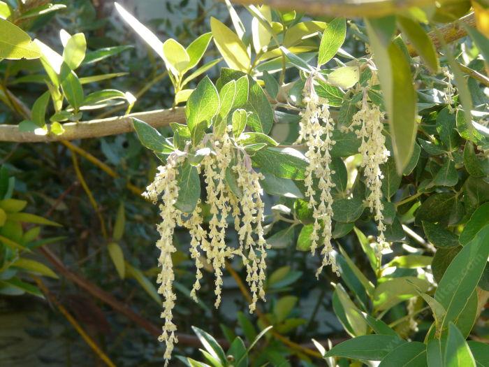 Garrya veatchii, Silk Tassel Bush