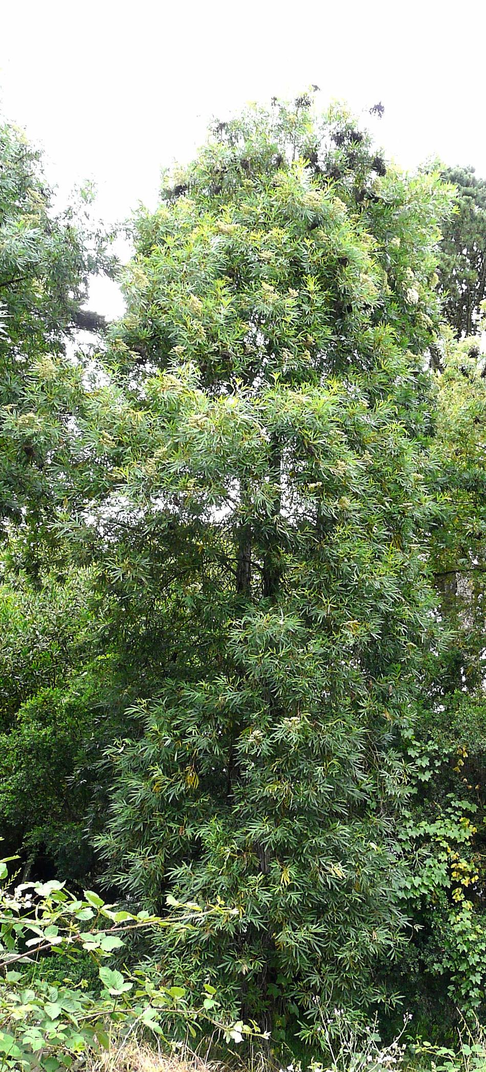 Lyonothamnus floribundus ssp. asplenifolius, Catalinia Ironwood