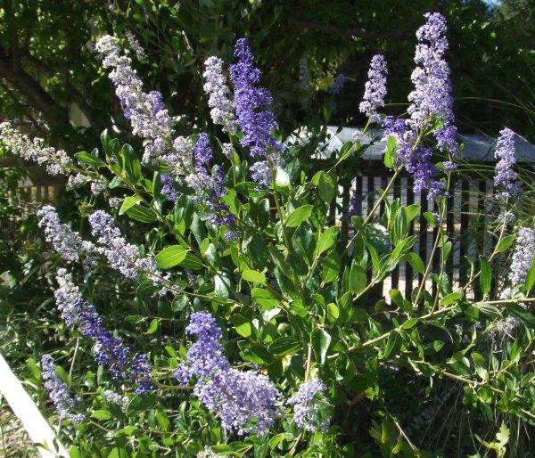 Ceanothus cyaneus, San Diego Mtn. Lilac