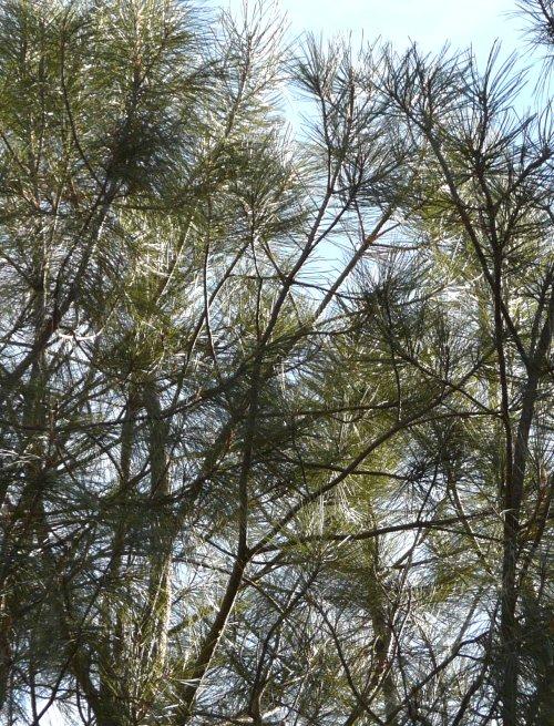 Pinus torreyana, Torrey Pine