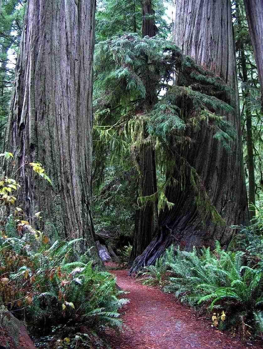 Pictures of the California coast redwood forest plant community