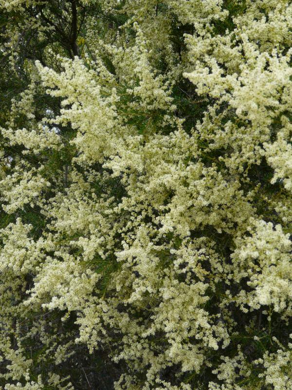 Adenostoma fasciculatum, Chamise