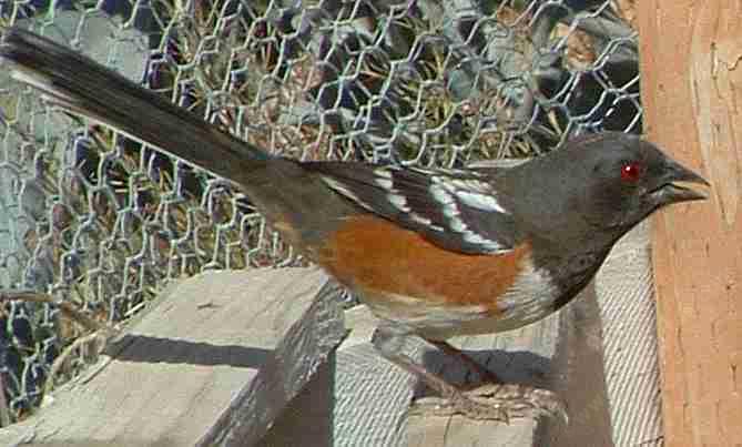 What else looks like a skinny spotted towhee in AL? : r/whatsthisbird