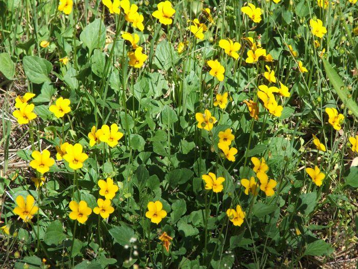Viola pedunculata, Violet