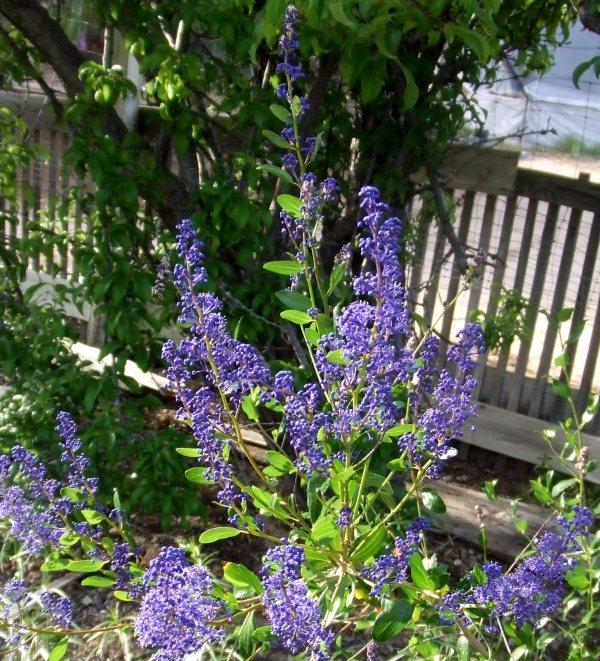 Ceanothus cyaneus, San Diego Mtn. Lilac