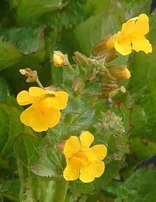 Mimulus guttatus, Seep Monkey Flower