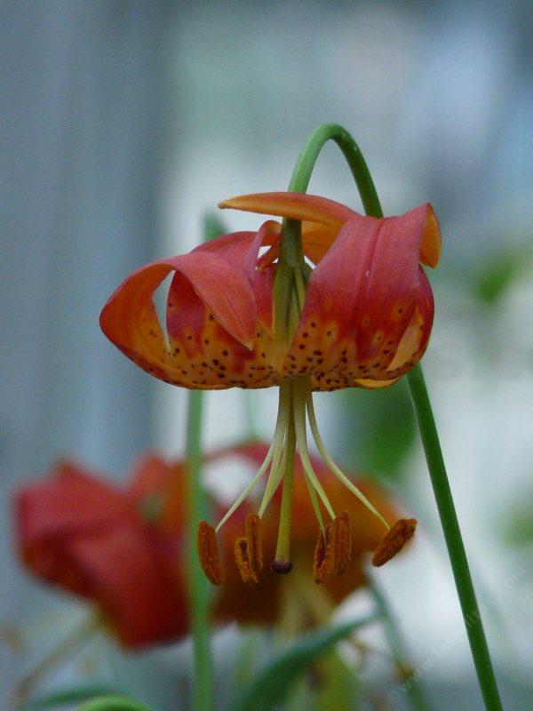 Lilium pardalinum, Panther lily