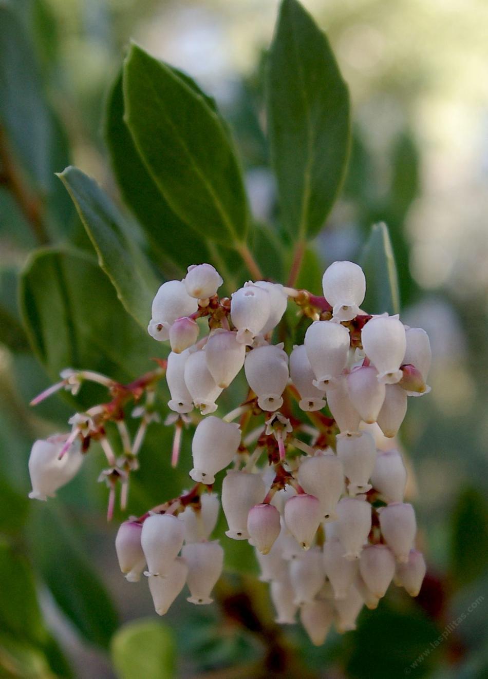 Arctostaphylos rainbowensis, Rainbow Manzanita