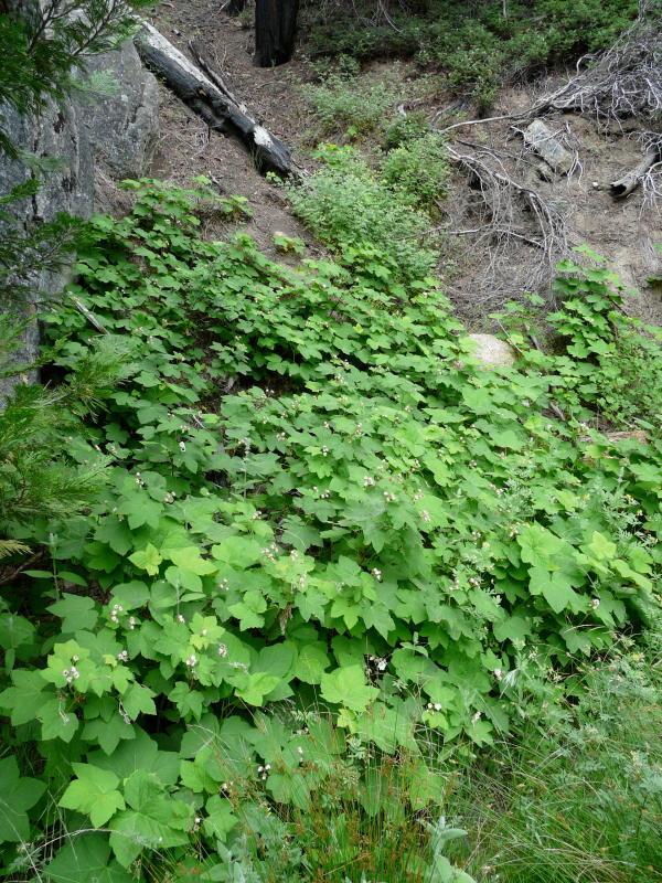 Rubus parviflorus, Thimbleberry