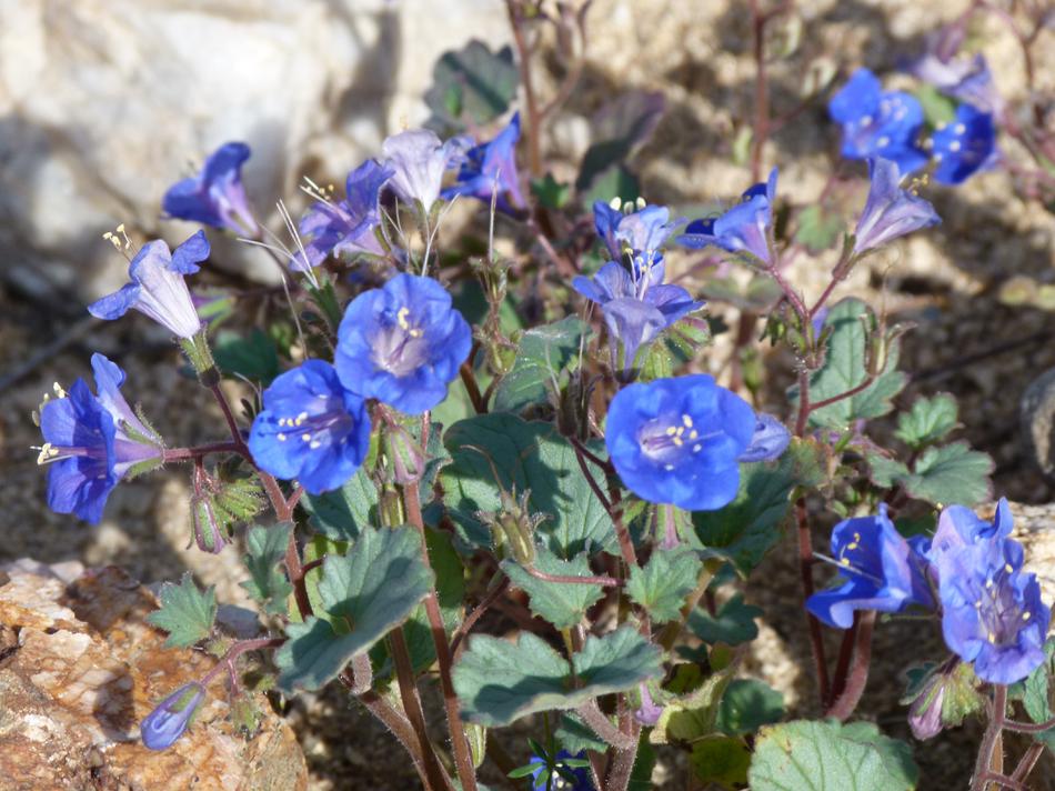 Phacelia campanularia, Desert Bluebell