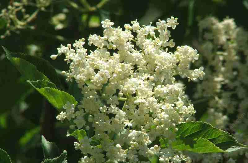 Sambucus caerulea, Blue Elderberry