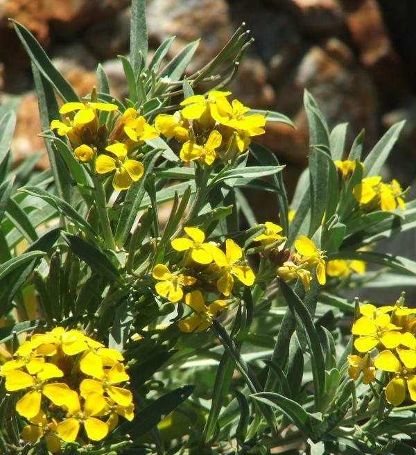 Erysimum menziesii, Menzies' wallflower
