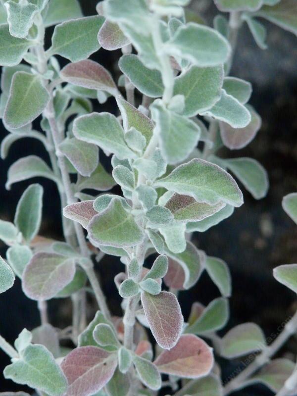 Eriogonum cinereum, Ashyleaf buckwheat