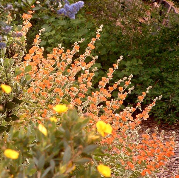 Drought Tolerant Plants for a California garden.